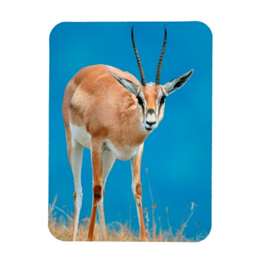 Gazelle (Gazella Granti) Ewe Portrait Magneet (Verticaal)