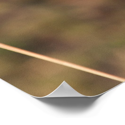 Gazelle Graze Poster (Hoek)