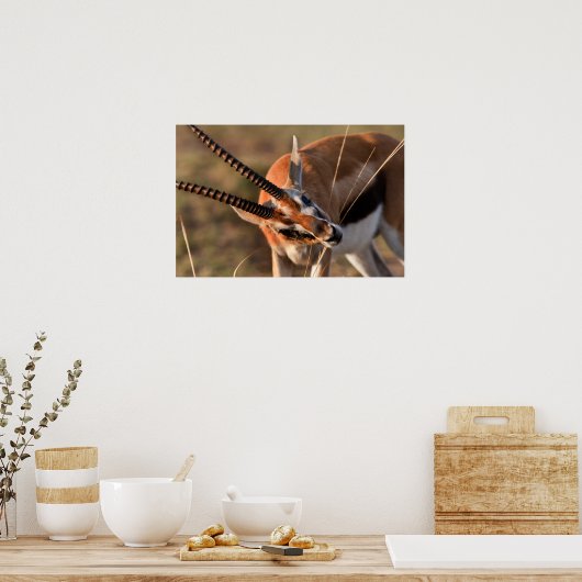 Gazelle Graze Poster (Keuken)