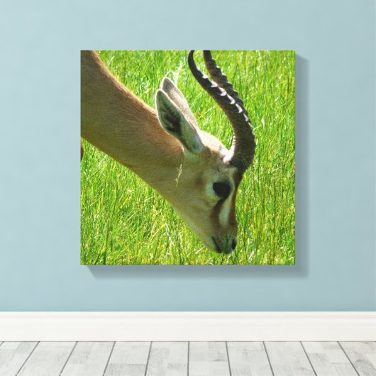 Gazelle Grazing Canvas print (Insitu (Houten vloer))