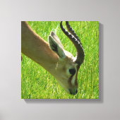Gazelle Grazing Canvas print (Voorkant)