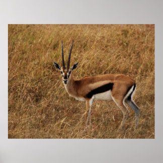 Gazelle Horn met Poster