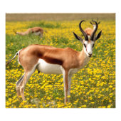 Gazelle in de weide foto afdruk (Voorkant)