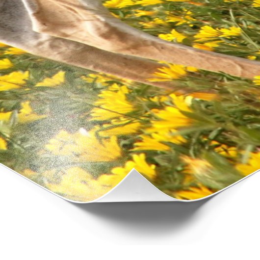 Gazelle in de weide foto afdruk (Hoek)