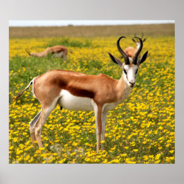 Gazelle in de weide poster