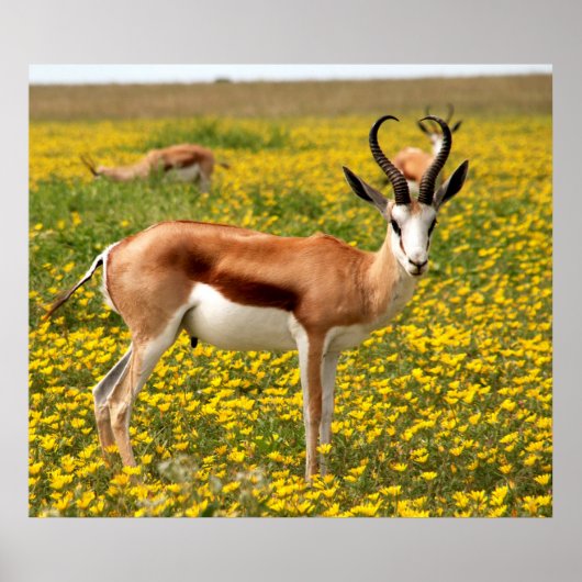Gazelle in de weide poster (Voorkant)