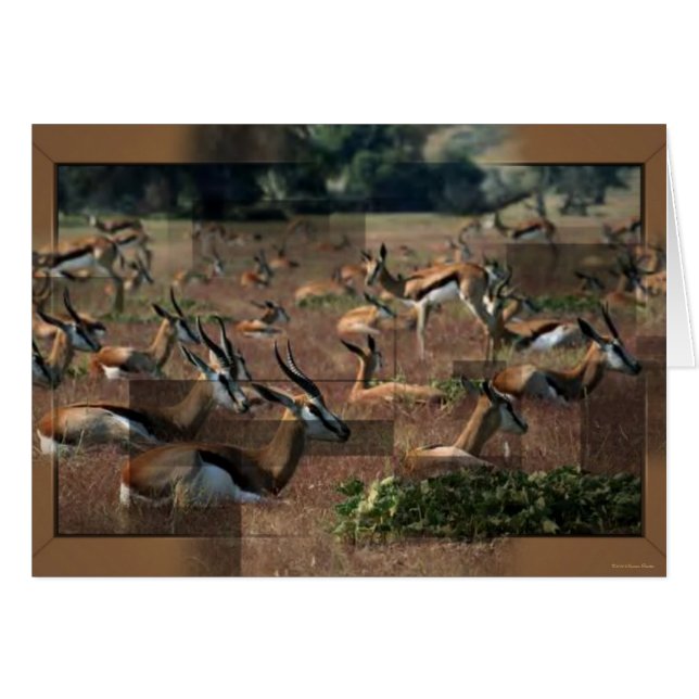Gazelle Kaart (Voorkant Horizontaal)