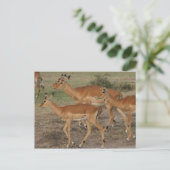 gazelle mara briefkaart (Staand voorkant)