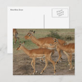 gazelle mara briefkaart (Voorkant / Achterkant)