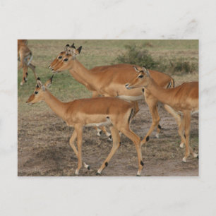 gazelle mara briefkaart
