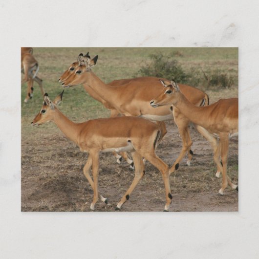 gazelle mara briefkaart (Voorkant)