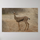 Gazelle Poster (Voorkant)