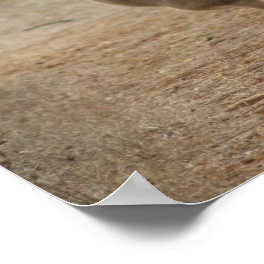 Gazelle Poster (Hoek)