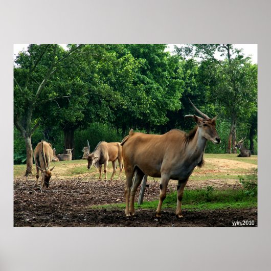 gazelle poster (Voorkant)