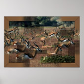 Gazelle Print (Voorkant)