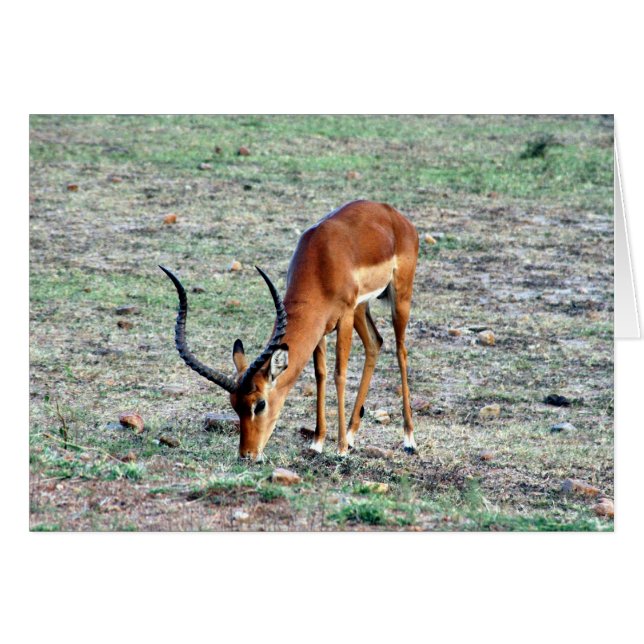 gazelle solo (Voorkant Horizontaal)