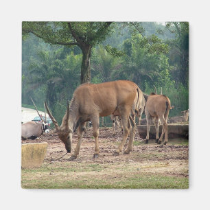 Gazelle, wild dierentuin,羚. magneet