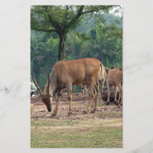 Gazelle, wilde dierentuin,羚. flyer