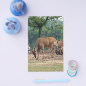 Gazelle, wilde dierentuin,羚. flyer (Enkel)