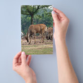 Gazelle, wilde dierentuin,羚. flyer (Hand)