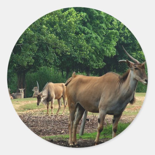 Gazelle, wilde dierentuin,羚. ronde sticker (Voorkant)