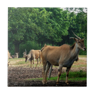 Gazelle, wilde dierentuin,羚. tegeltje