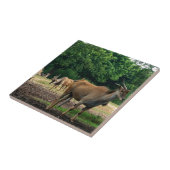 Gazelle, wilde dierentuin,羚. tegeltje (Zijkant)