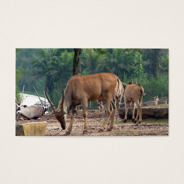 Gazelle, wilde dierentuin,羚. visitekaartje (Voorkant)