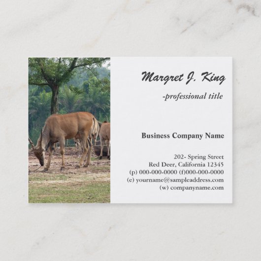 Gazelle, wilde dierentuin,羚. visitekaartje (Achterkant)