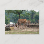 Gazelle, wilde dierentuin,羚. visitekaartje (Voorkant)