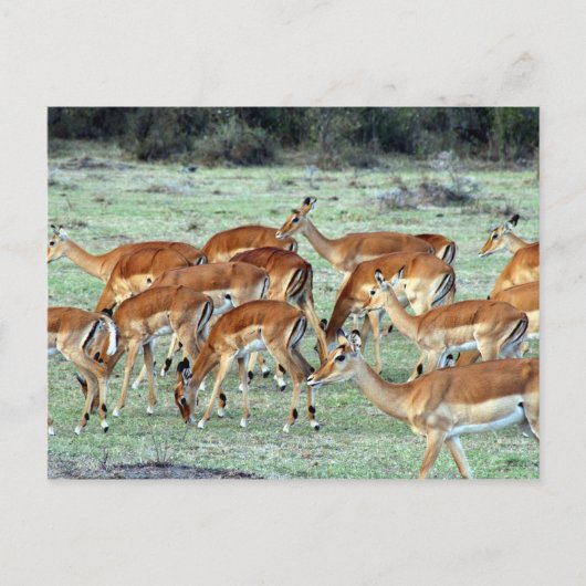 gazellekudde briefkaart (Voorkant)