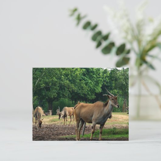 Gazelles Briefkaart (Staand voorkant)