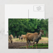 Gazelles Briefkaart (Voorkant / Achterkant)