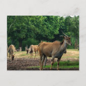 Gazelles Briefkaart (Voorkant)