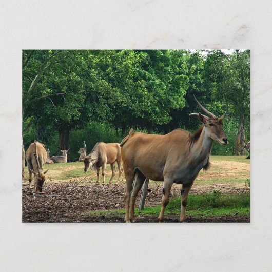 Gazelles Briefkaart (Voorkant)