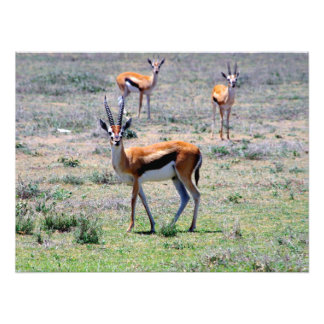 Gazelles op de vlakken foto afdruk