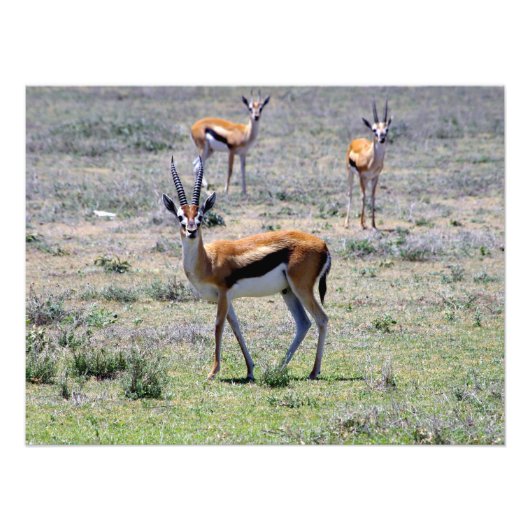 Gazelles op de vlakken foto afdruk (Voorkant)