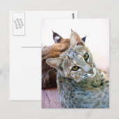 Gazely Stare |  Briefkaart (Voorkant / Achterkant)