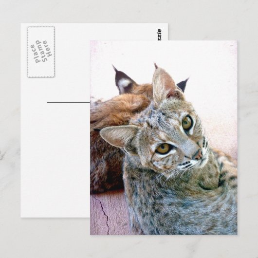 Gazely Stare |  Briefkaart (Voorkant / Achterkant)