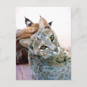 Gazely Stare |  Briefkaart (Voorkant)