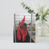 Gazing Chicken Briefkaart (Staand voorkant)