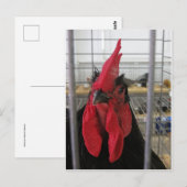 Gazing Chicken Briefkaart (Voorkant / Achterkant)