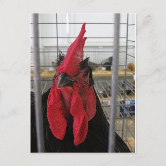 Gazing Chicken Briefkaart (Voorkant)
