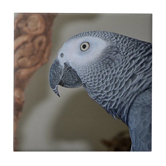 Gazing Congo African Gray Parrot Tegeltje (Voorkant)