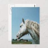 Gazing Dapped Grey Briefkaart (Voorkant / Achterkant)