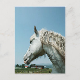 Gazing Dapped Grey Briefkaart
