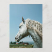 Gazing Dapped Grey Briefkaart (Voorkant)