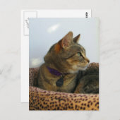 Gazing Indigo Briefkaart (Voorkant / Achterkant)