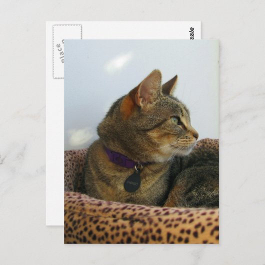 Gazing Indigo Briefkaart (Voorkant / Achterkant)