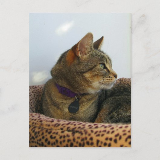 Gazing Indigo Briefkaart (Voorkant)